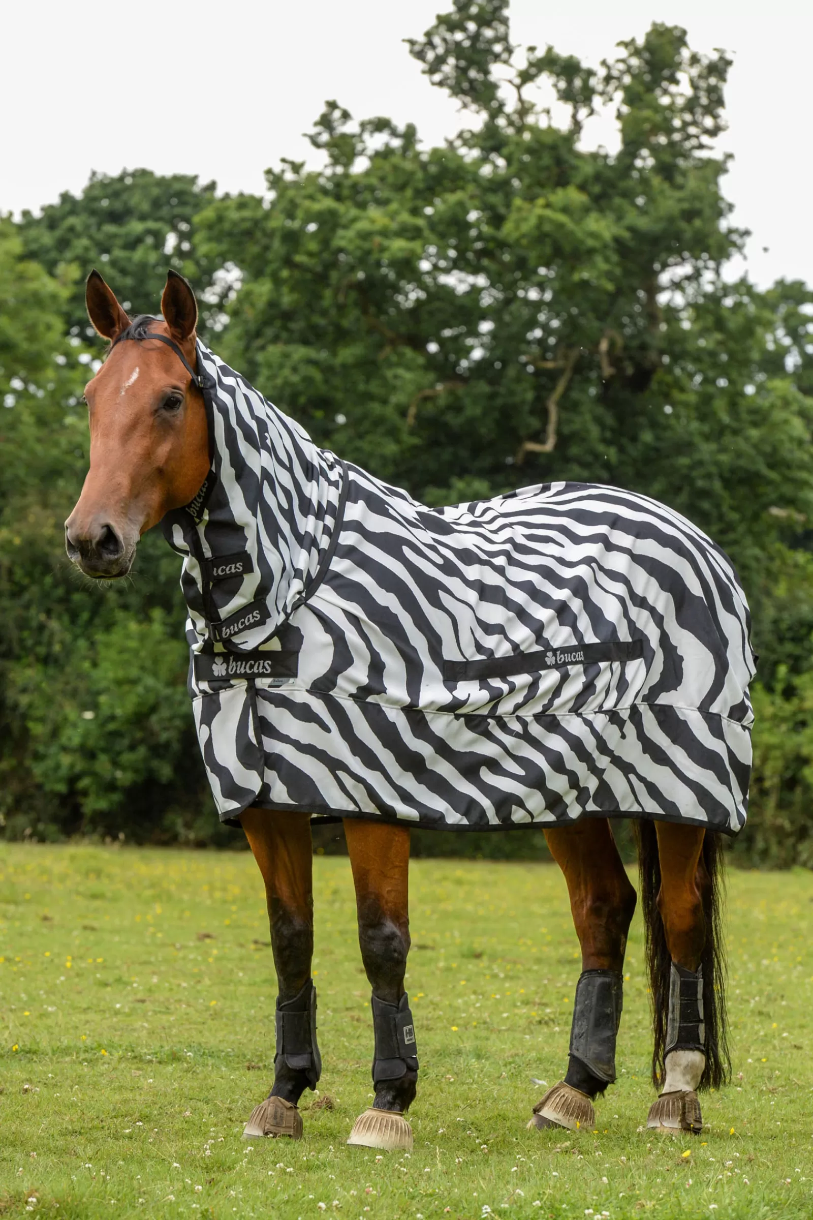 bucas Sweet-Itch Zebra -Loimi Black/White Fashion