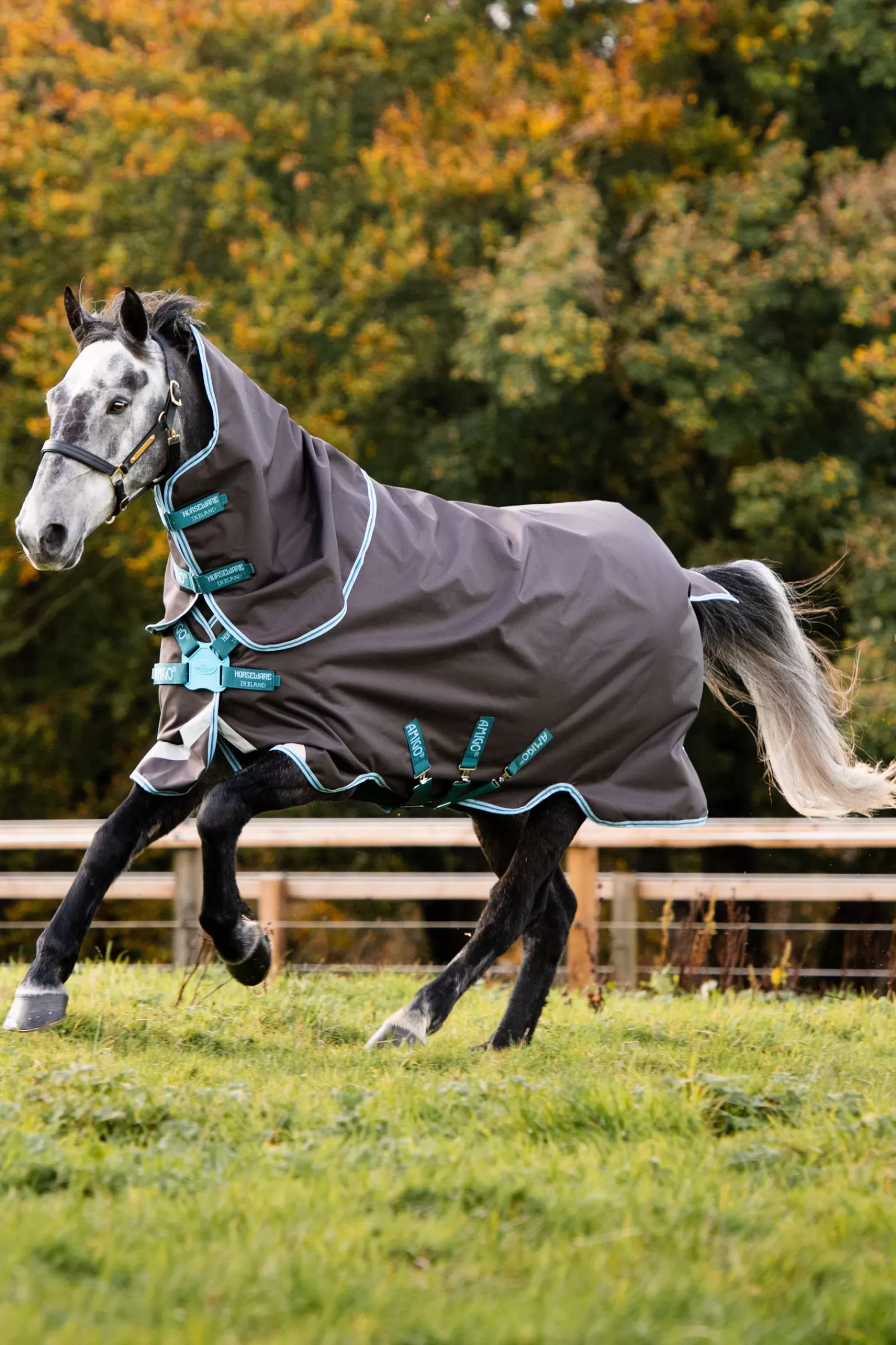 horseware Amigo Bravo 12 Plus Ulkoloimi Levykiinnityksella, 250 G Excalibur/Aqua & Turquoise Hot