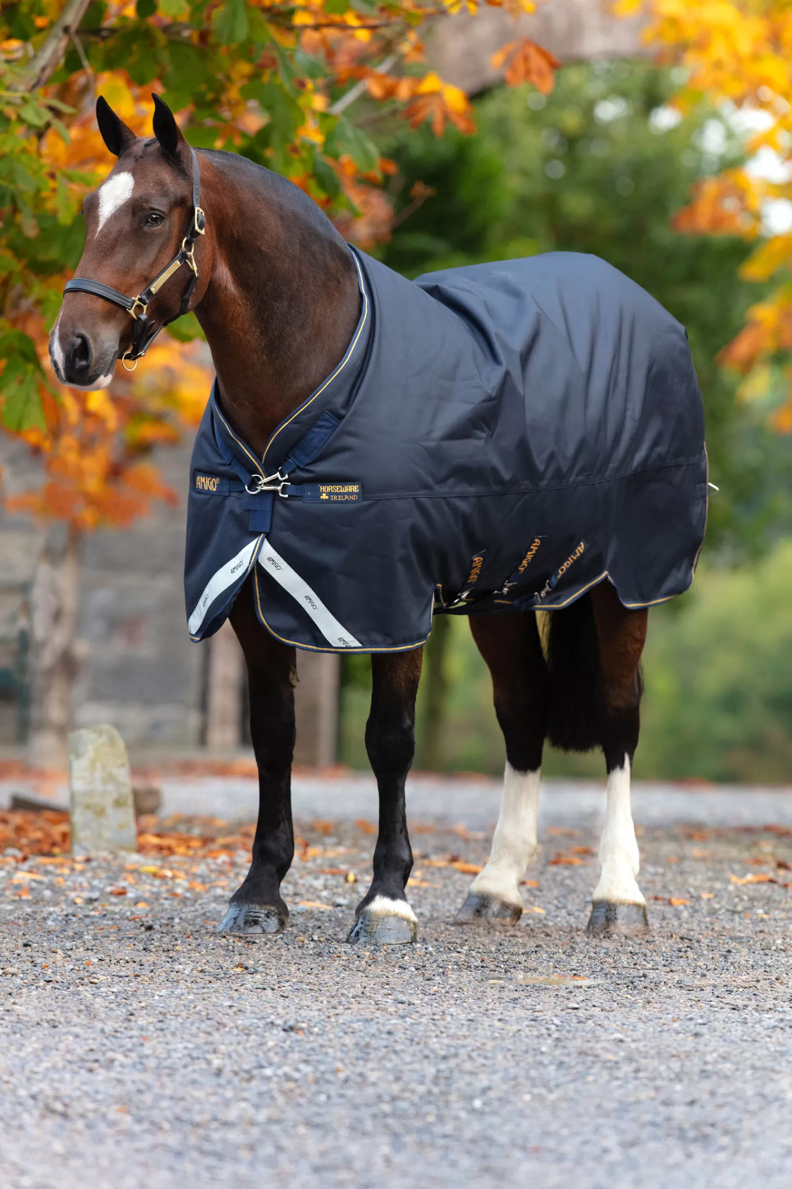 horseware Amigo Bravo 12 Xl Ulkoloimi, 250 G Navy/Navy/Gold Clearance