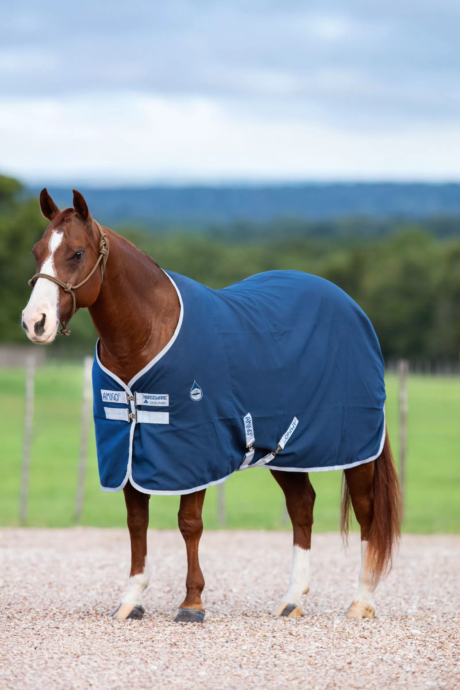 Best Sale horseware Amigo Talliloimi Dark Blue/Silver