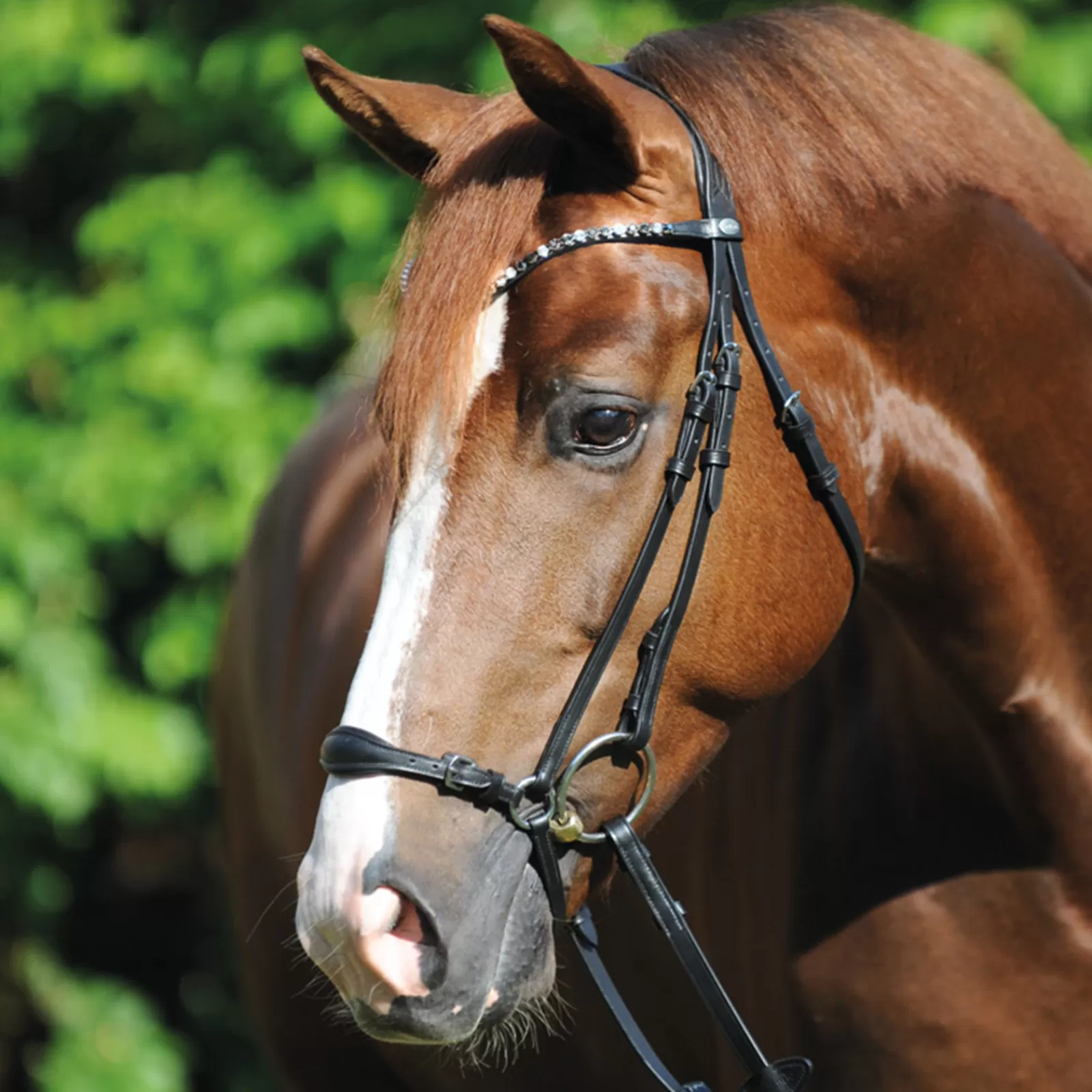 kavalkade Fiala Bridle Black Sale