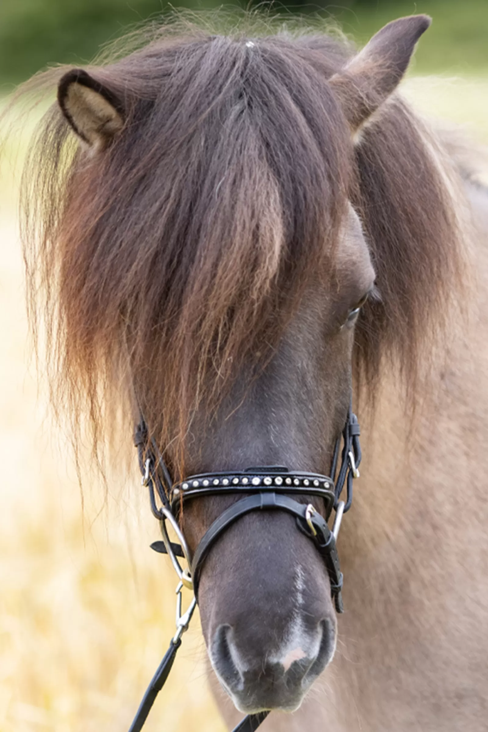 kavalkade Glansandi English Noseband For Kjartan Icelandic Bridle Black Best