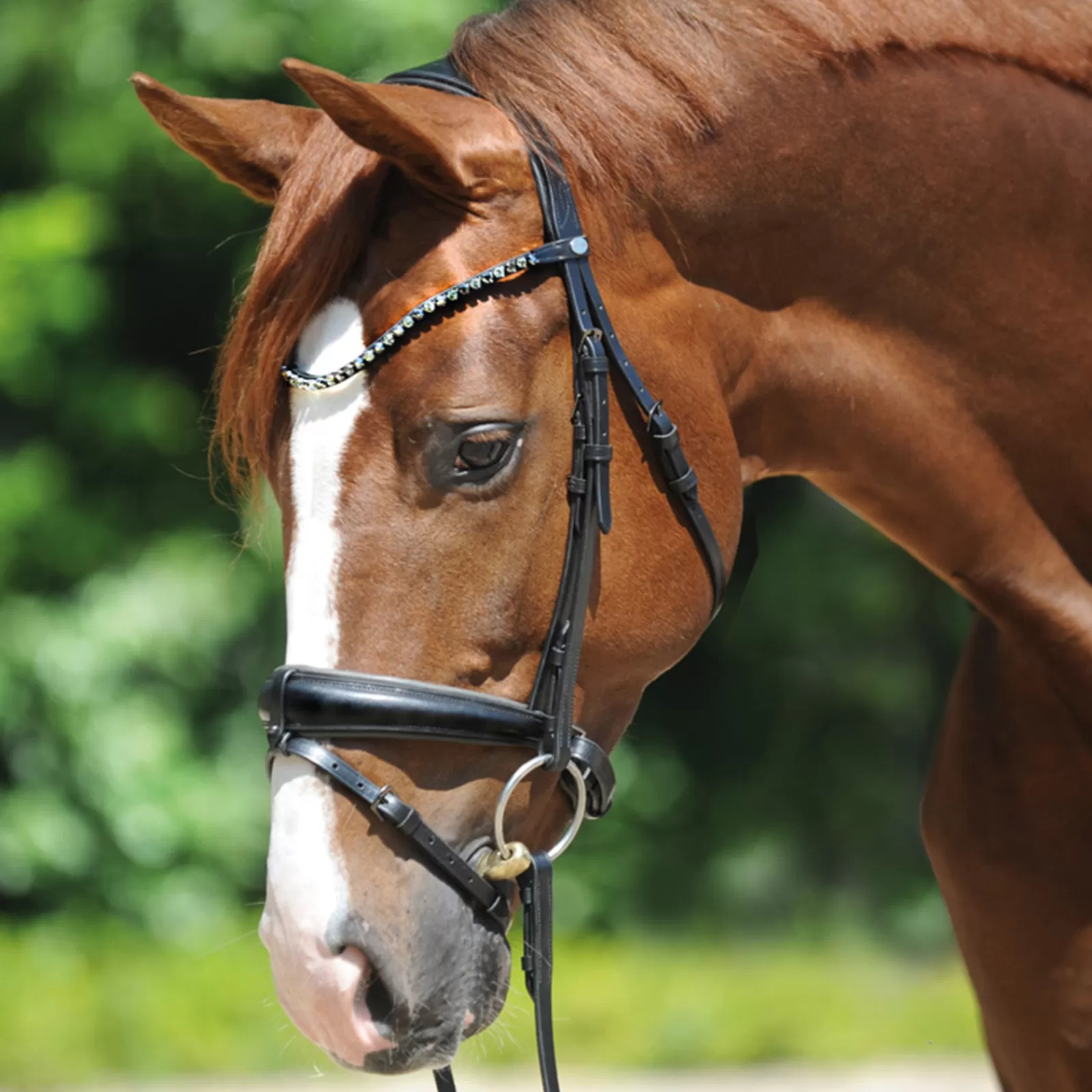 kavalkade Grey Bridle Black/Gray Hot