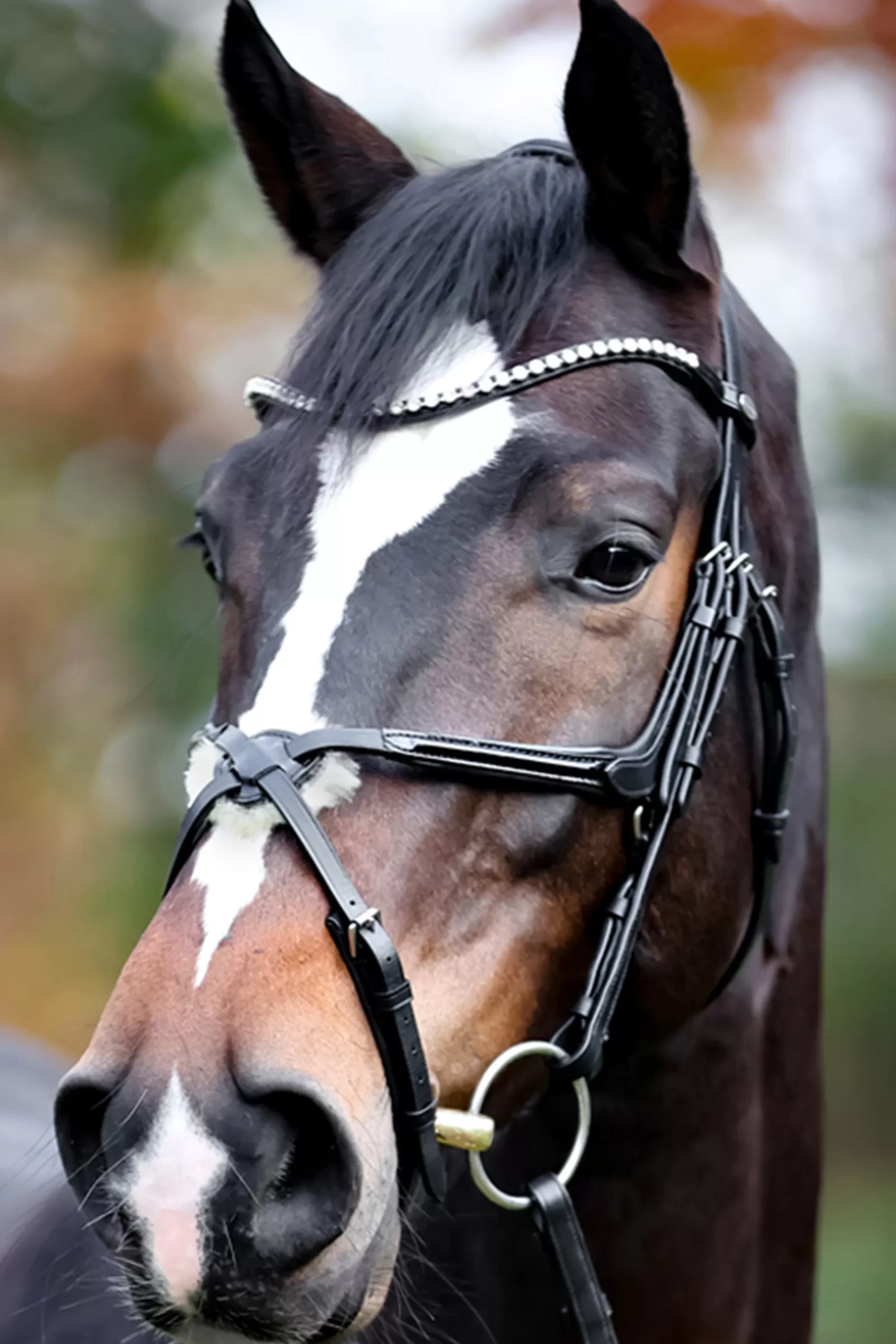 kavalkade Lucia Mexican Bridle Black/Patent Grey Best Sale