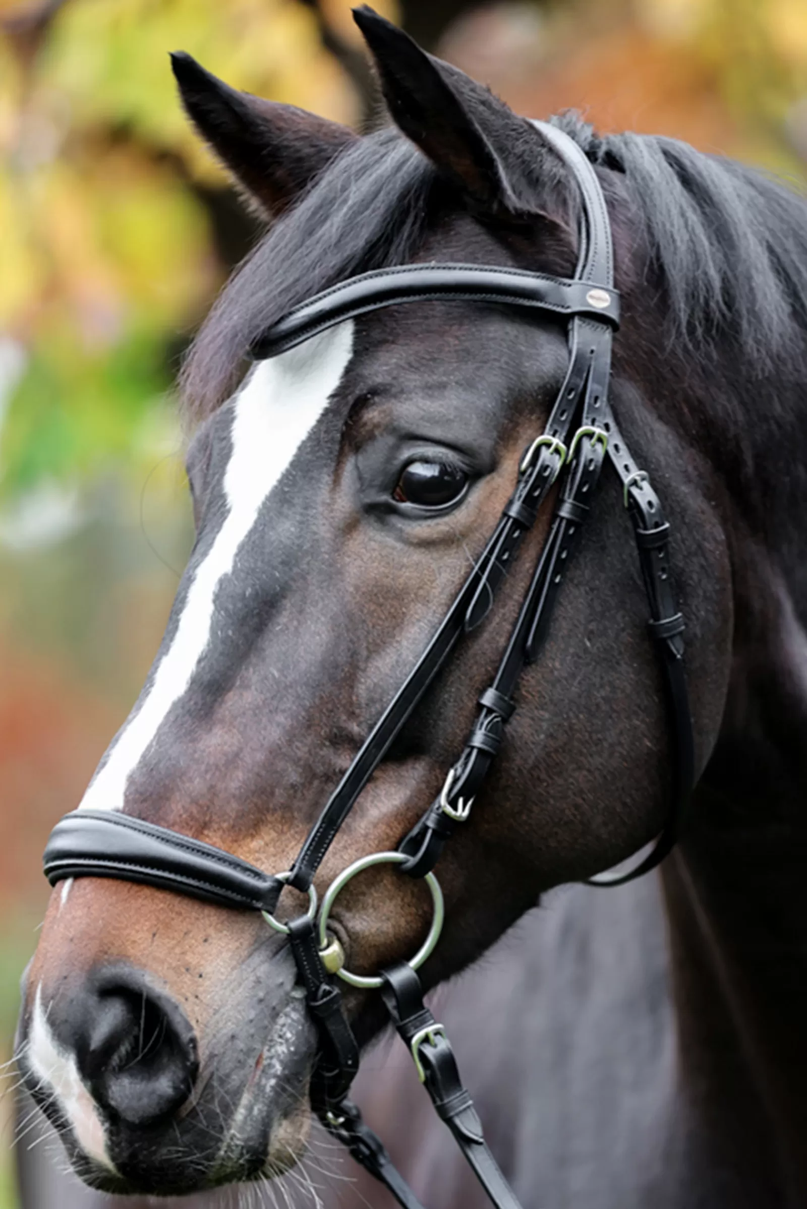 kavalkade Proline Anna Bridle Dropped Noseband Black New