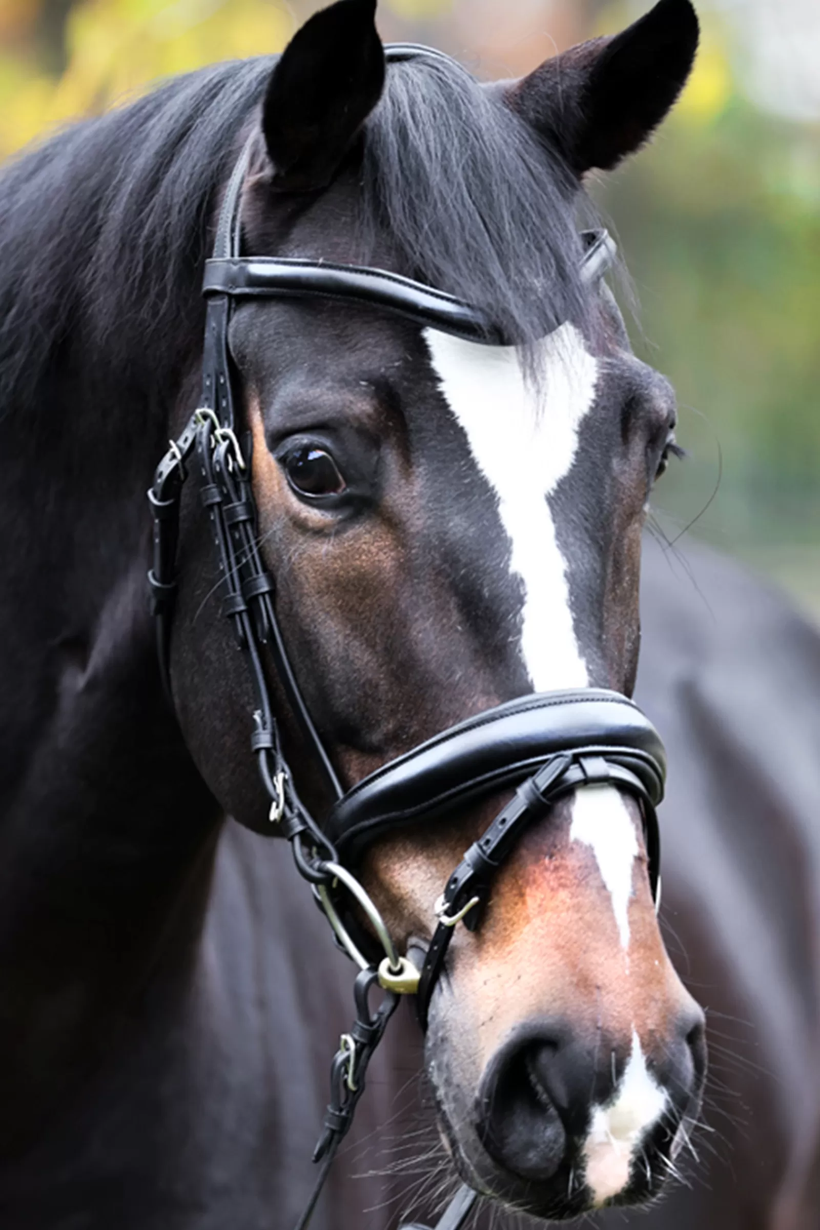 kavalkade Proline Astrid Bridle Black New