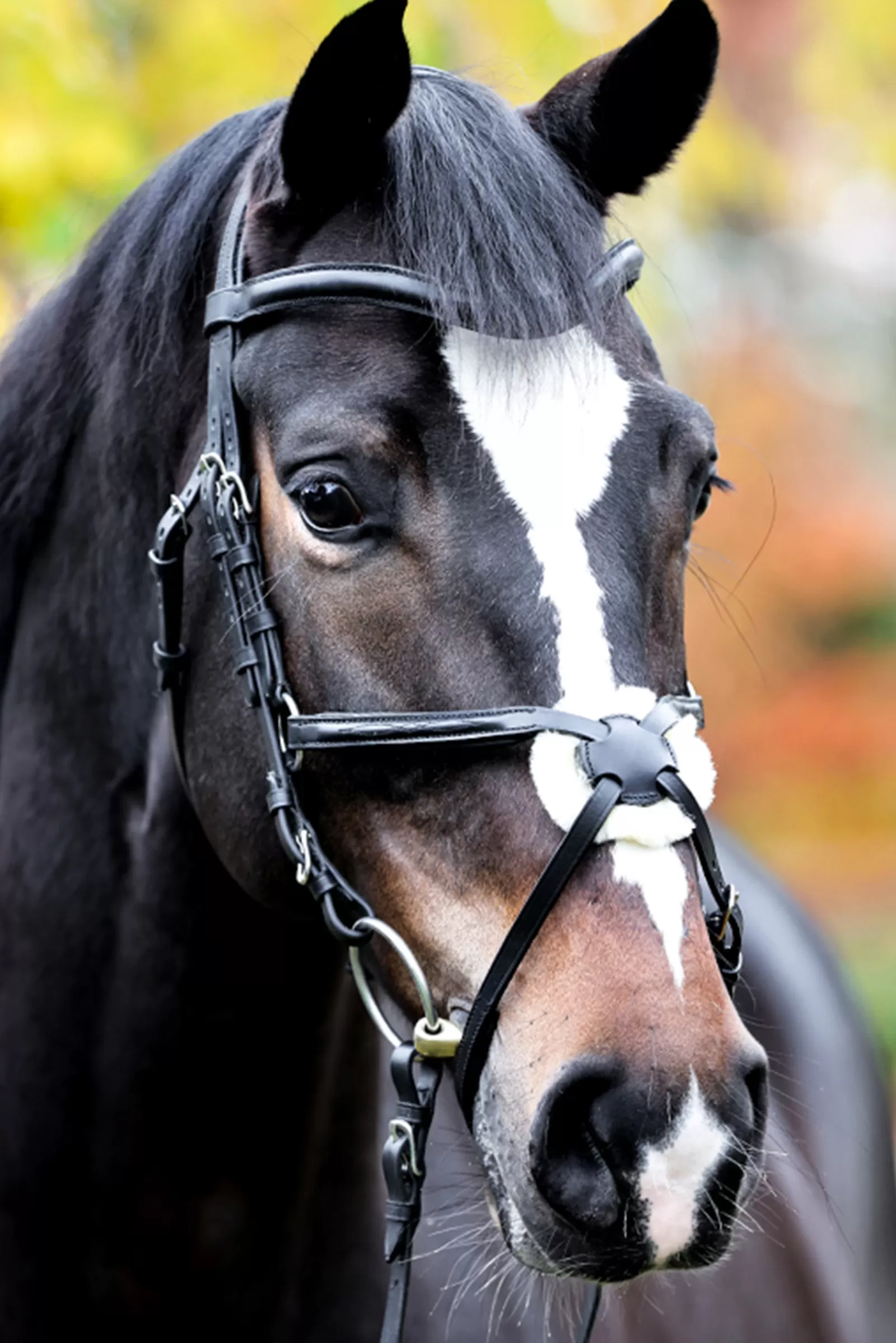 kavalkade Proline Diego Mexican Bridle Black Clearance