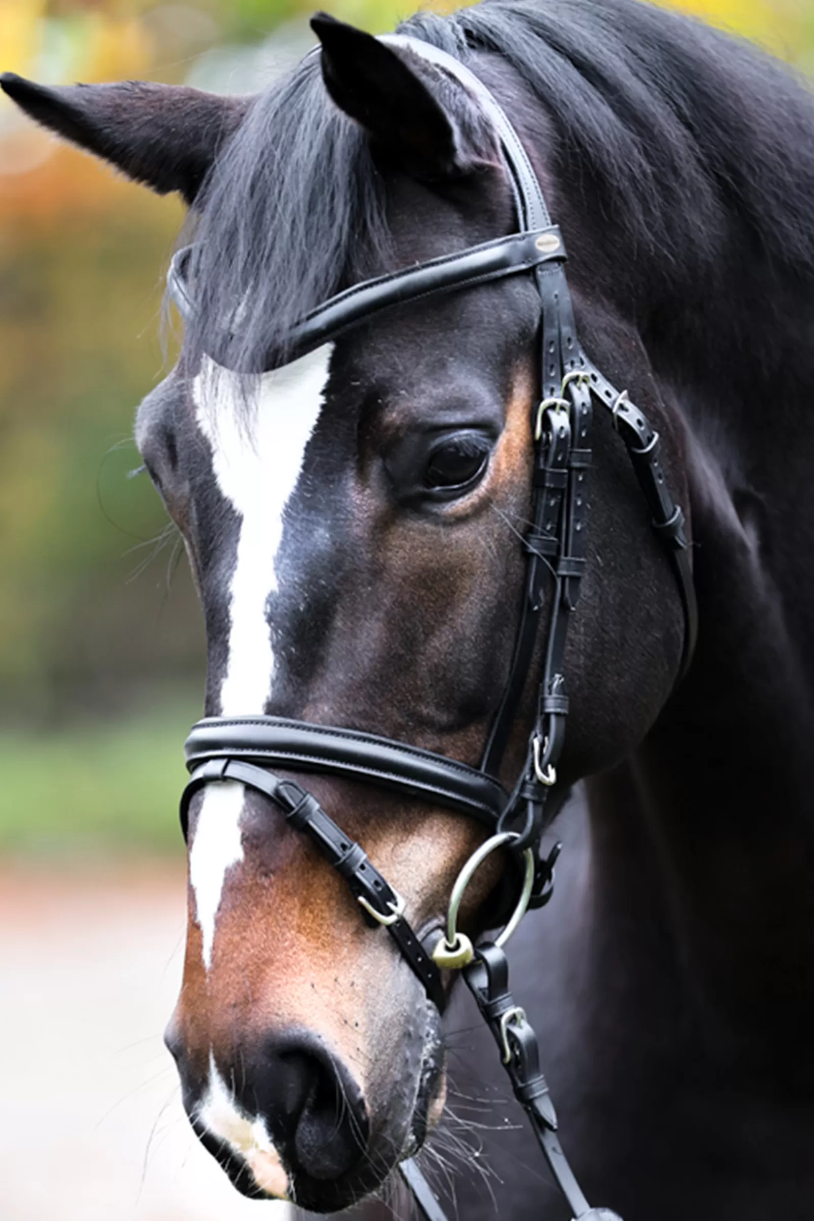 kavalkade Proline William Bridle Black Store