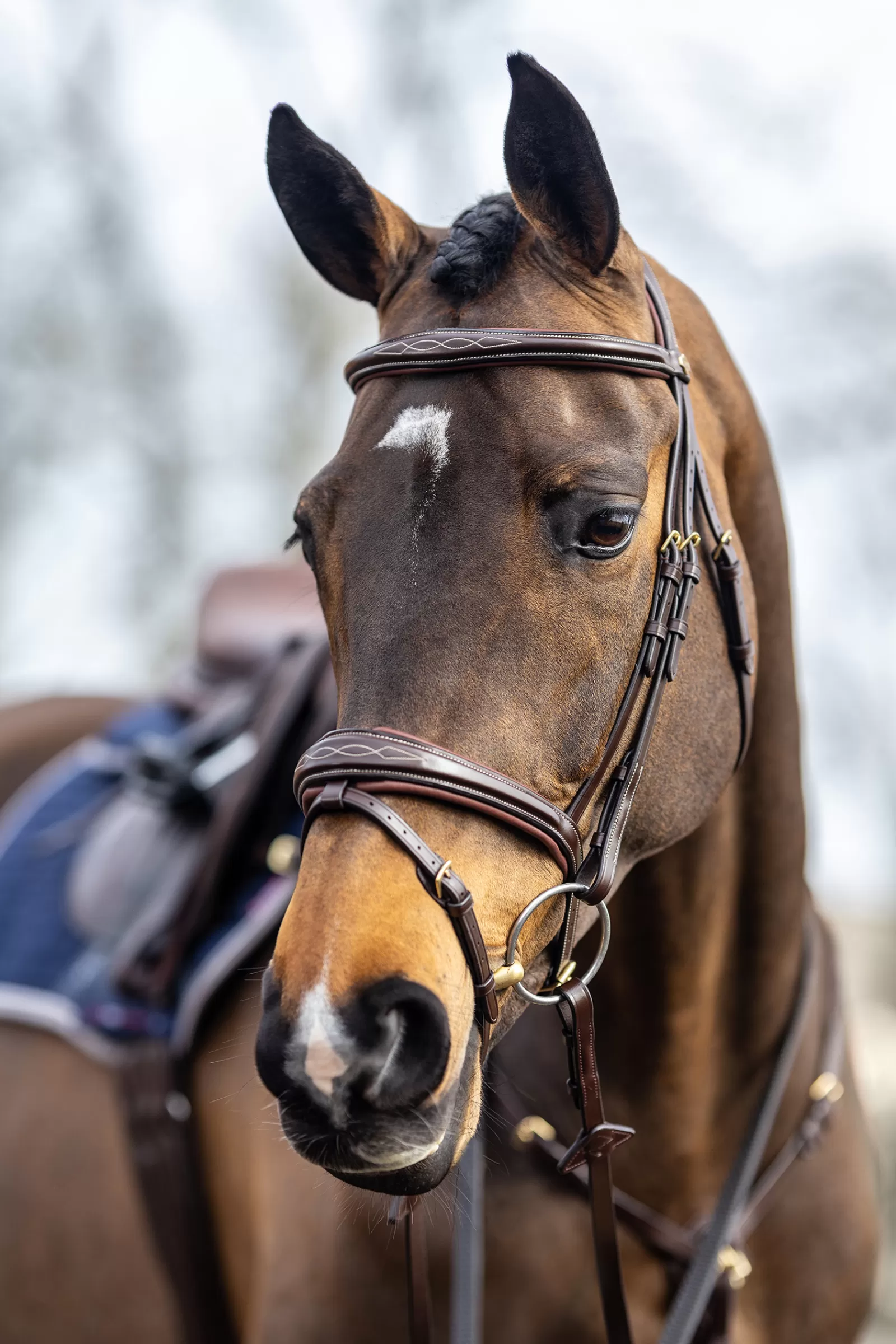 lemieux Competiton Flash Bridle Havana Brown Best Sale