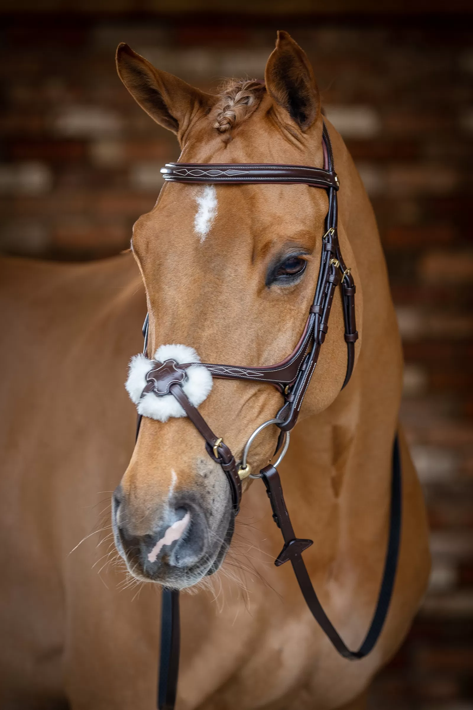 lemieux Grackle Bridle Havana Brown Cheap