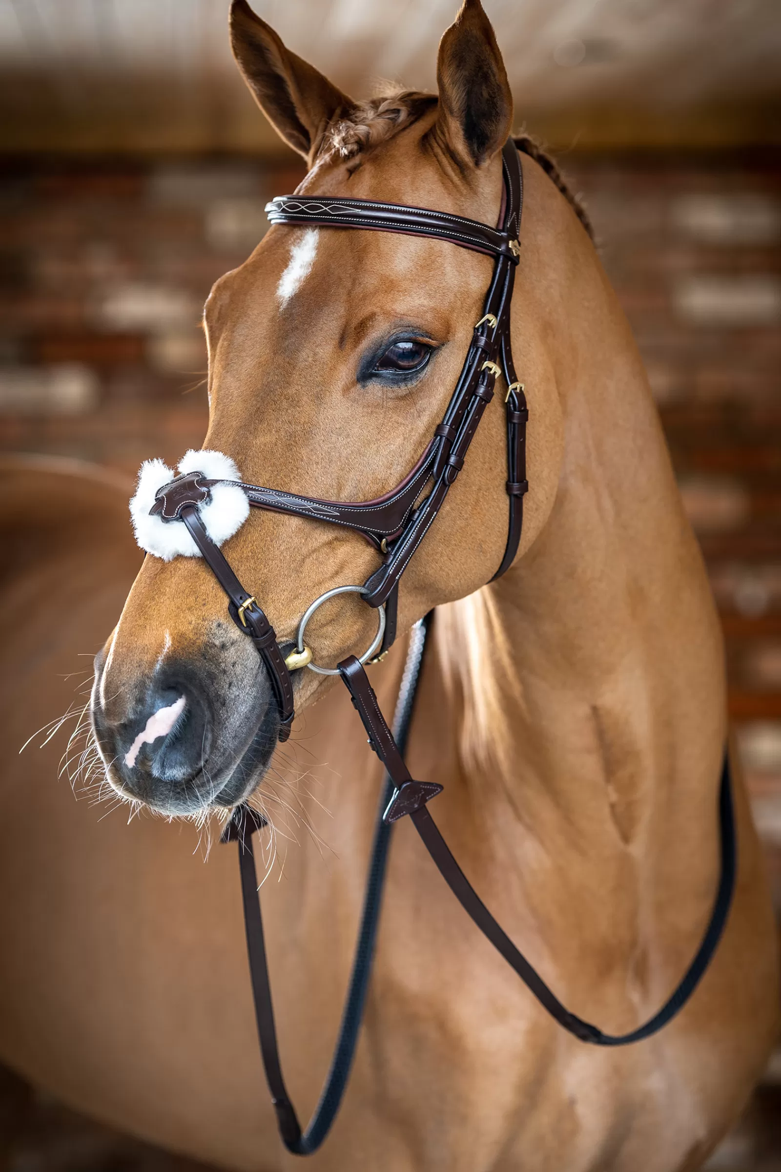 lemieux Grackle Bridle Havana Brown Cheap