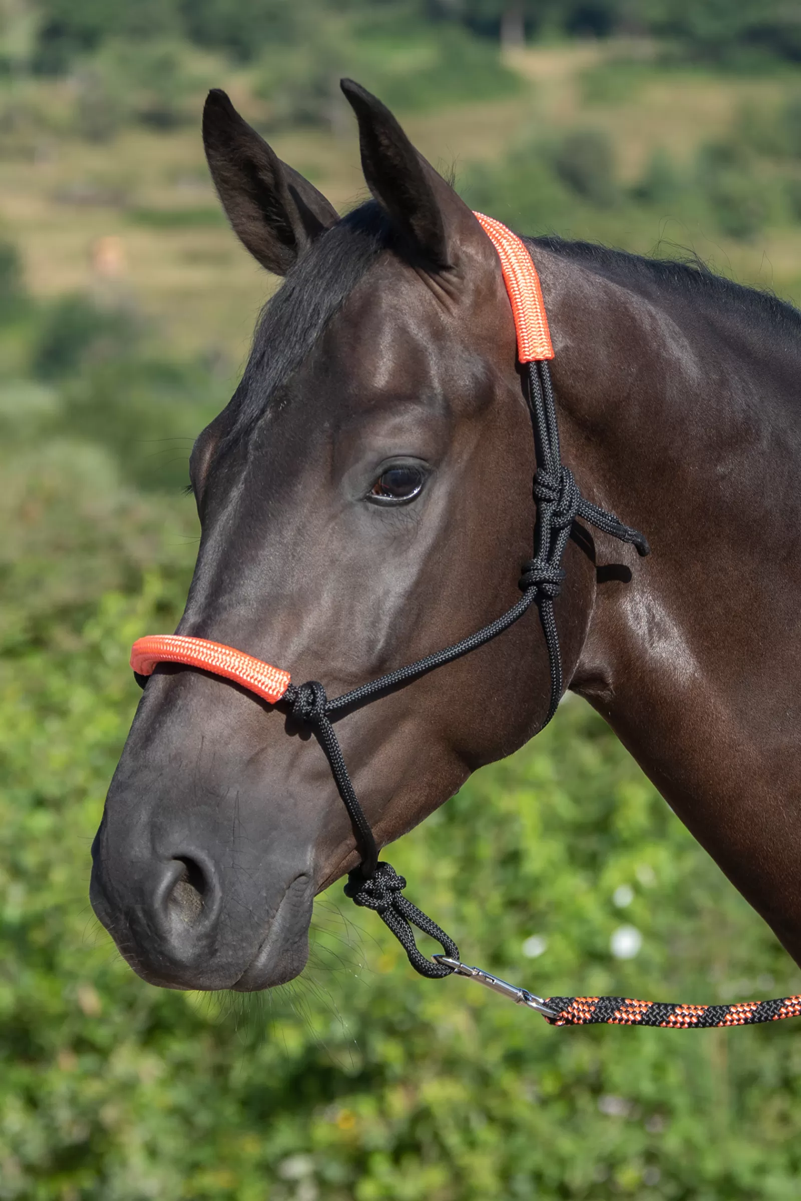 usg Knotted Rope Halter With Matching Lead Rope Black/Orange New