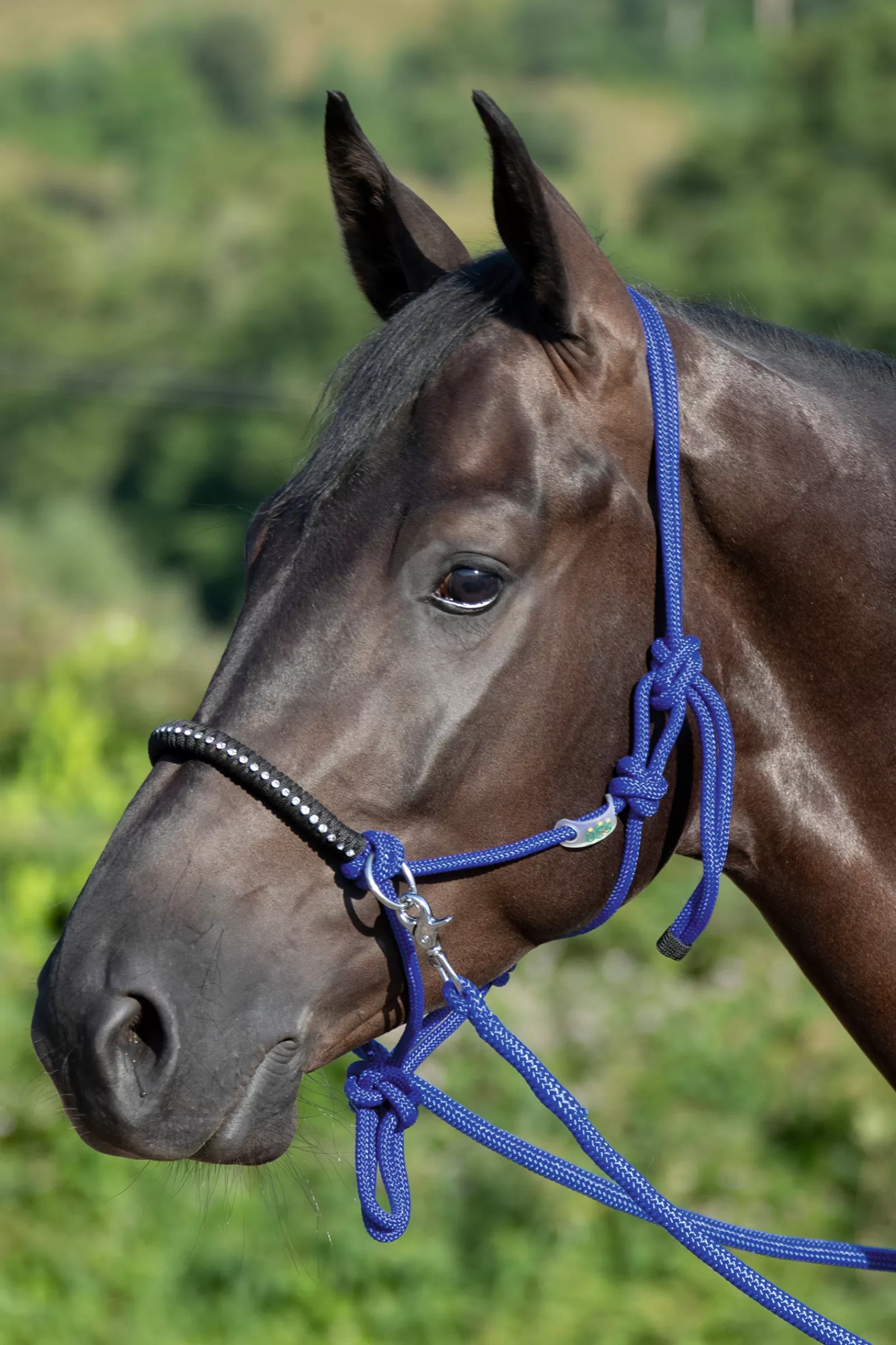 usg Knotted Rope Halter With Reins Royal Blue Shop